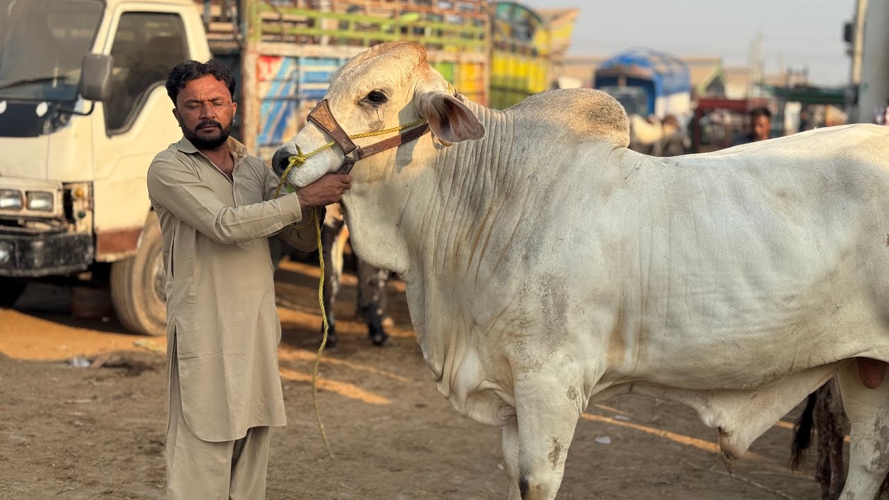 Future Champions Bull  Just 17 Month Old Kid | Hashim Kamal Chez Mandi Main Lay Aya @SSTvs
