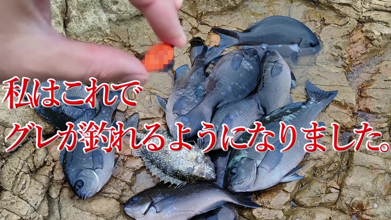 和歌山　地磯で秋グレ釣り　グレが釣れない方　初心者必見
