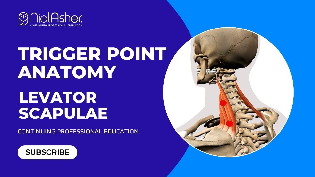 Exploring the Levator Scapulae: Understanding Trigger Point Locations for Better Muscle Health