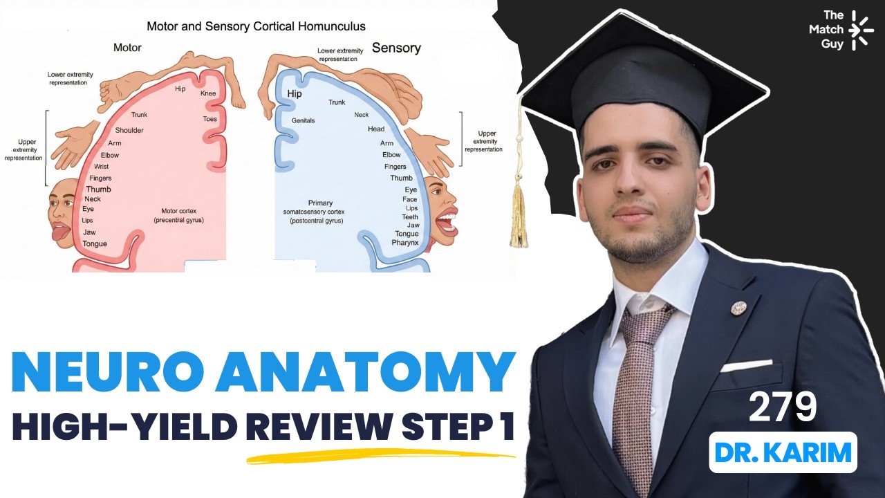 Step 1 Neuro Anatomy USMLE High-Yield Review