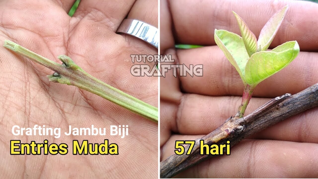 Sambung Sisip Jambu Biji Entries Muda || Tutorial-Proses-Hasil