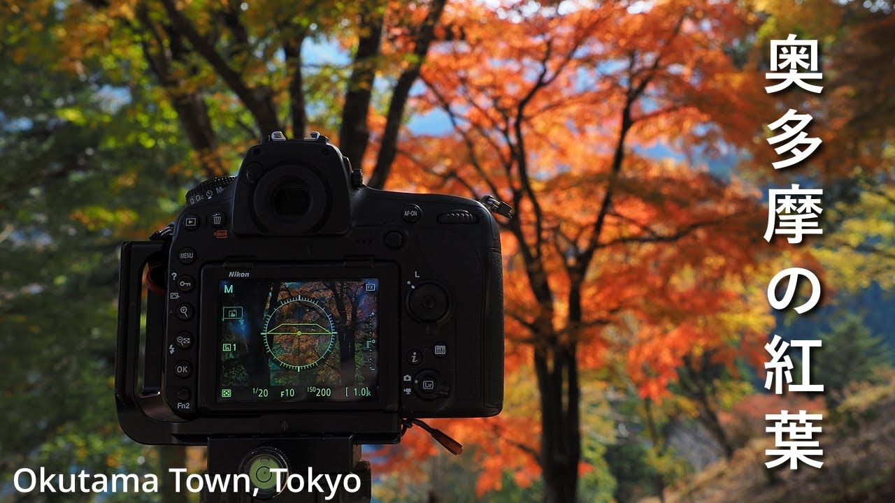 【自然写真】奥多摩で紅葉と動物に癒されました。