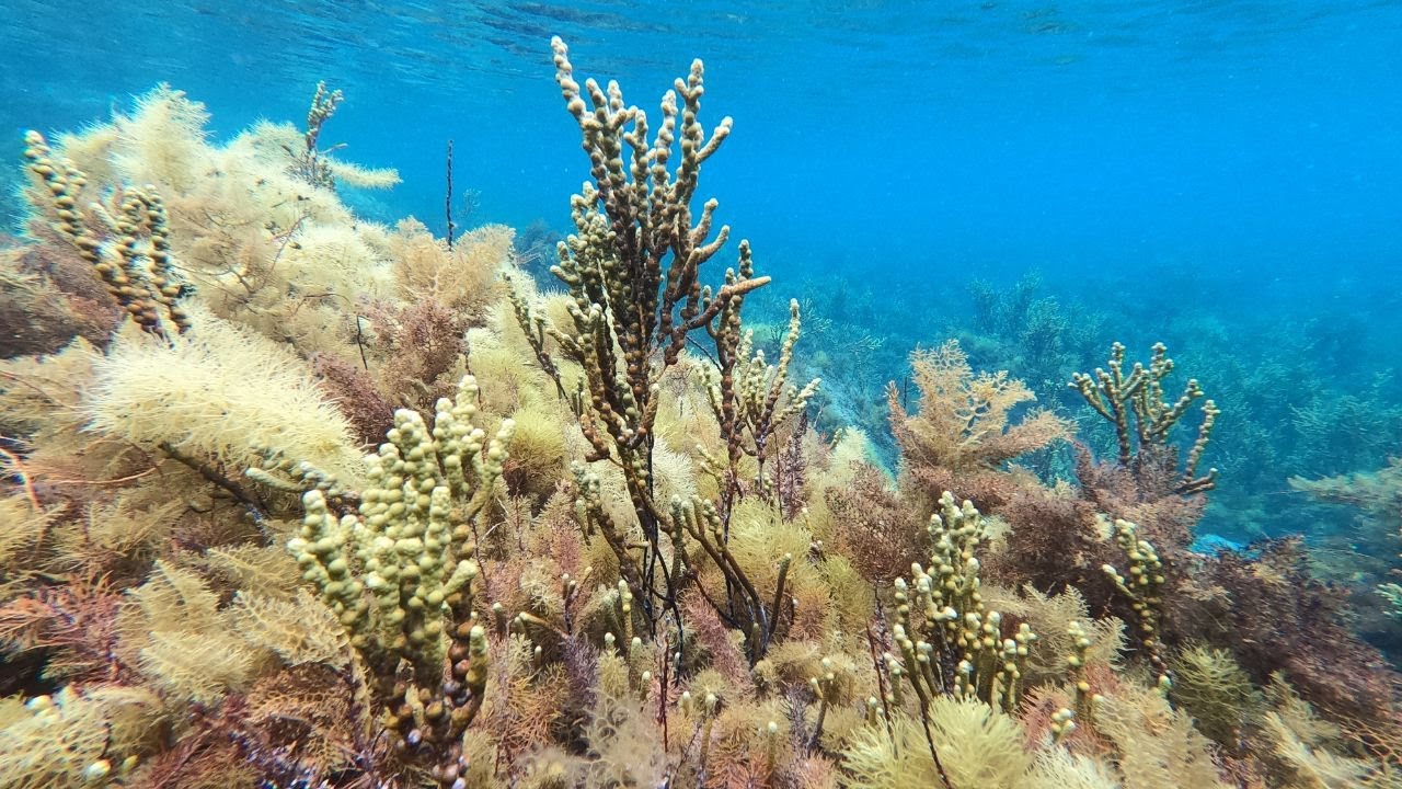 Snorkelling on the Fleurieu Peninsula - Adelaide Road Trip