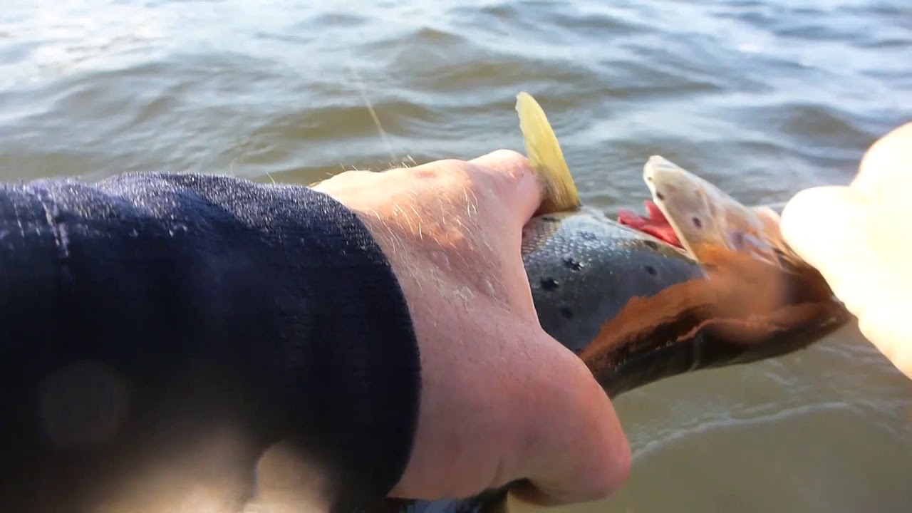 Lillebælt - havørreder på kommando og fiskesnak.