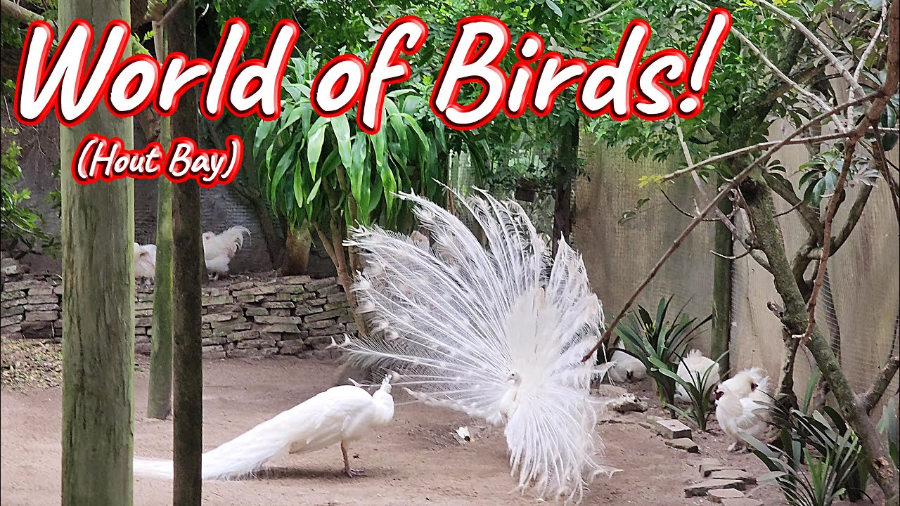 World of Birds, Hout Bay! S1 – Ep 526