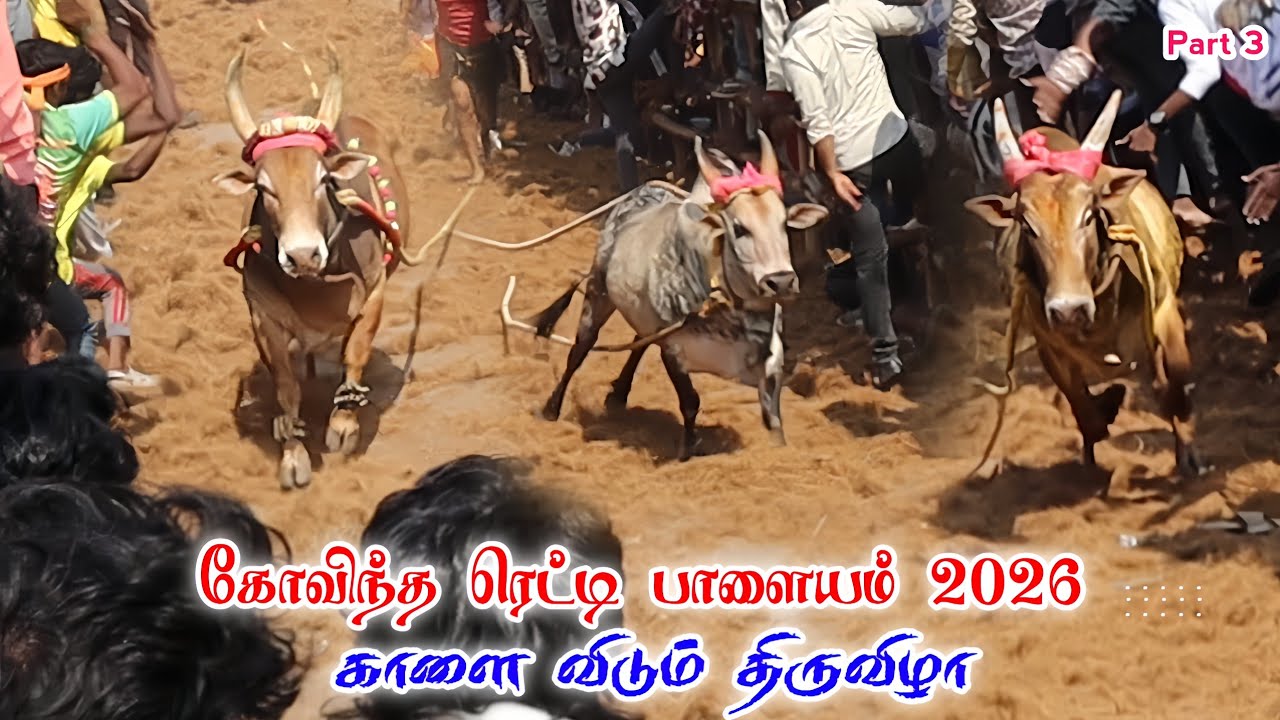 கோவிந்த ரெட்டி பாளையம் 2026 | காளை விடும் திருவிழா | பாகம் 3 | 18-01-2026 #grpalayamgrpalayam 