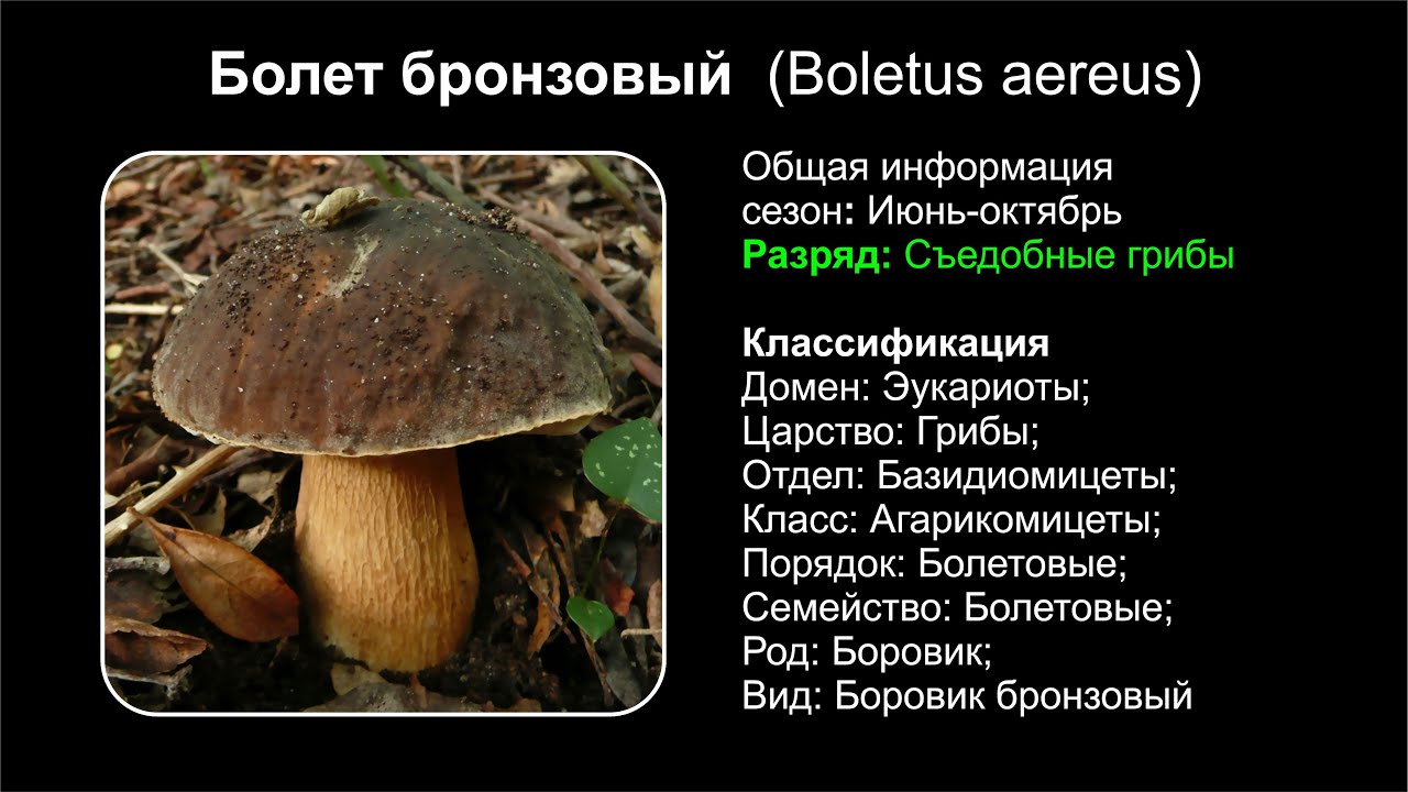 Болет бронзовый (Boletus aereus)