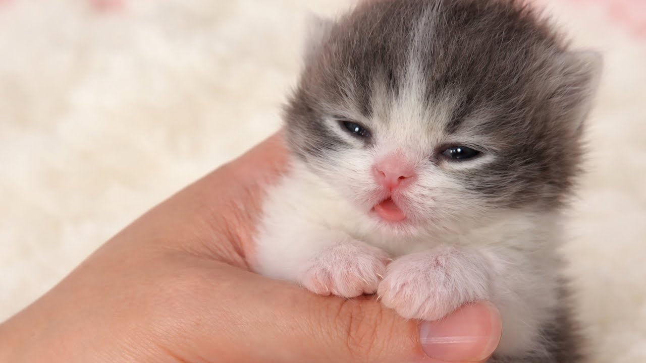 Kittens Are The CUTEST in the World 😂