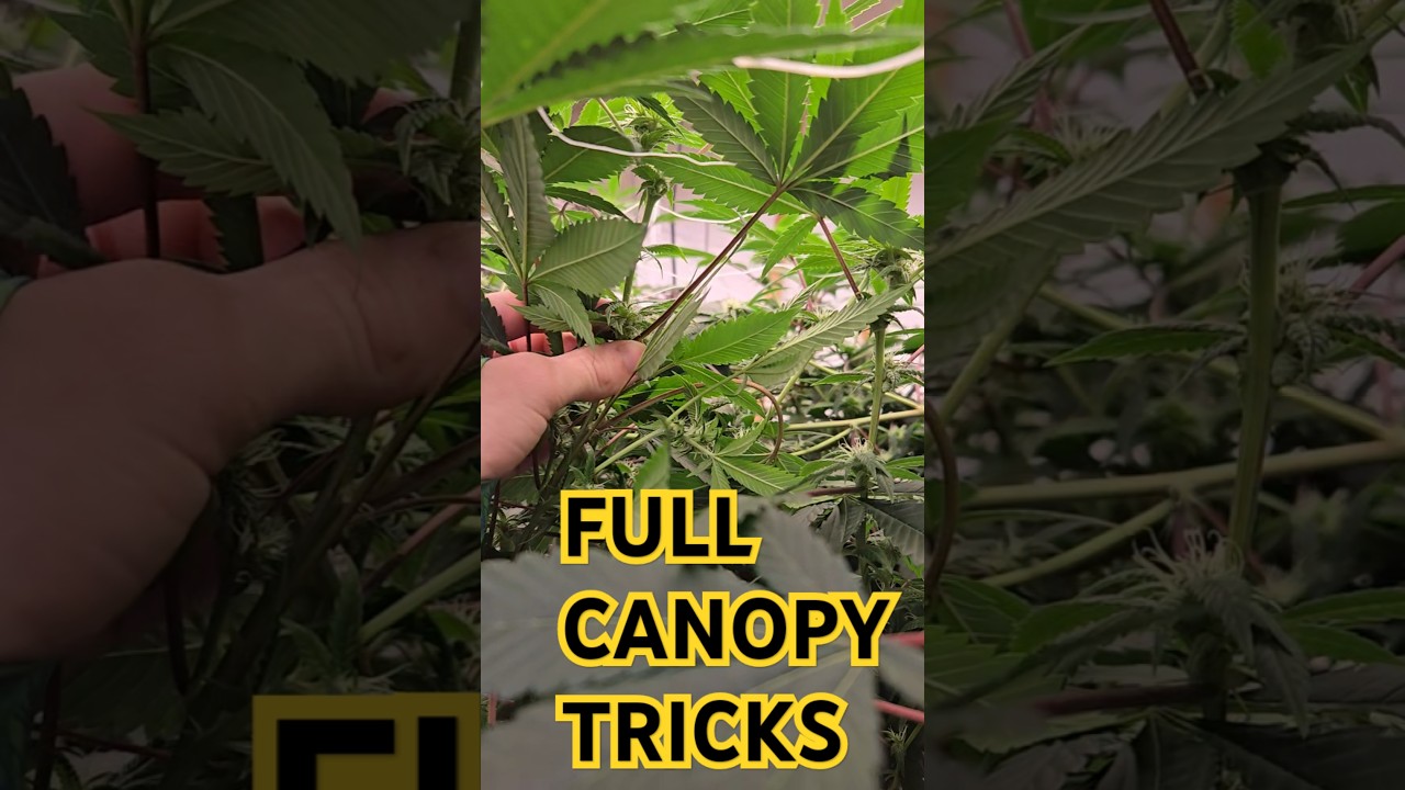 TRICKS To Achieve A Full Canopy!