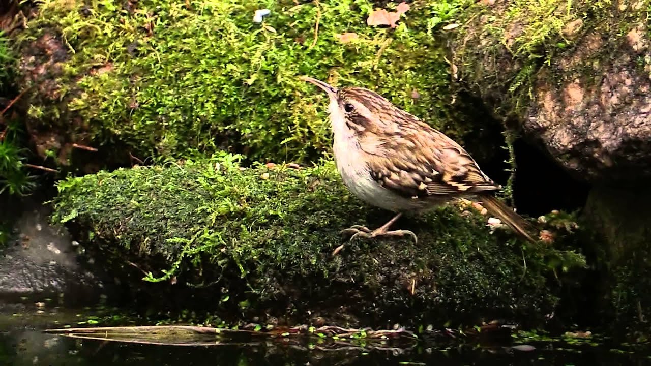 Boomkruiper in Vogelvijver, Veluwe movie