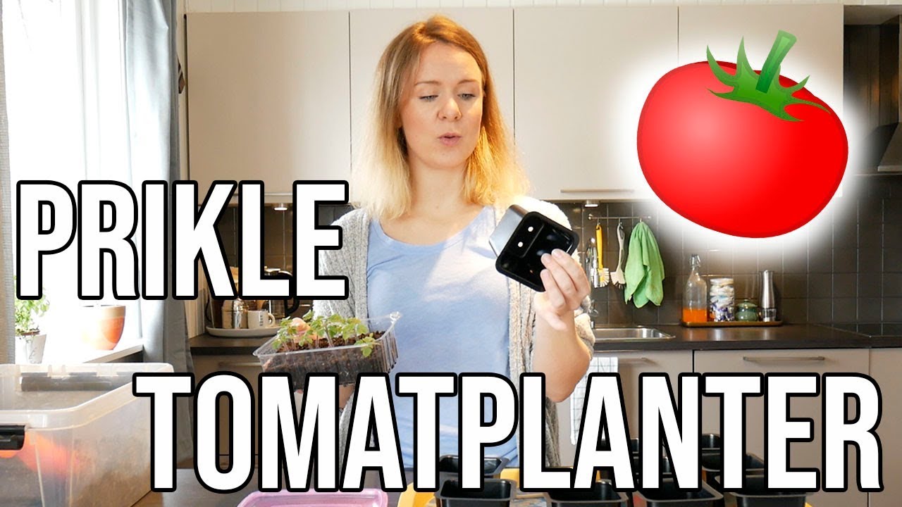 PRIKLE TOMATPLANTER | Skille spirene fra hverandre