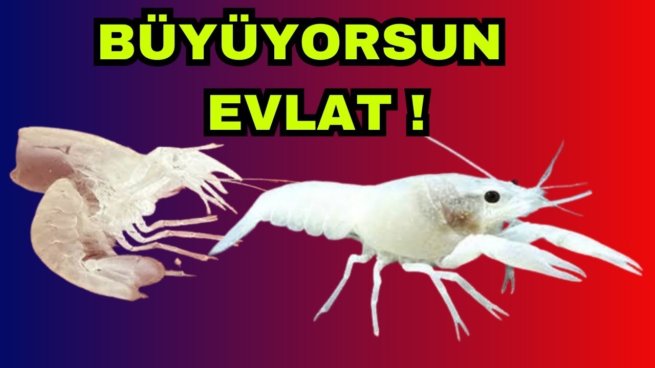 Kerevit Kabuk Atmış - Çöpcü Yavrularını Ana Akvaryuma Aktardım