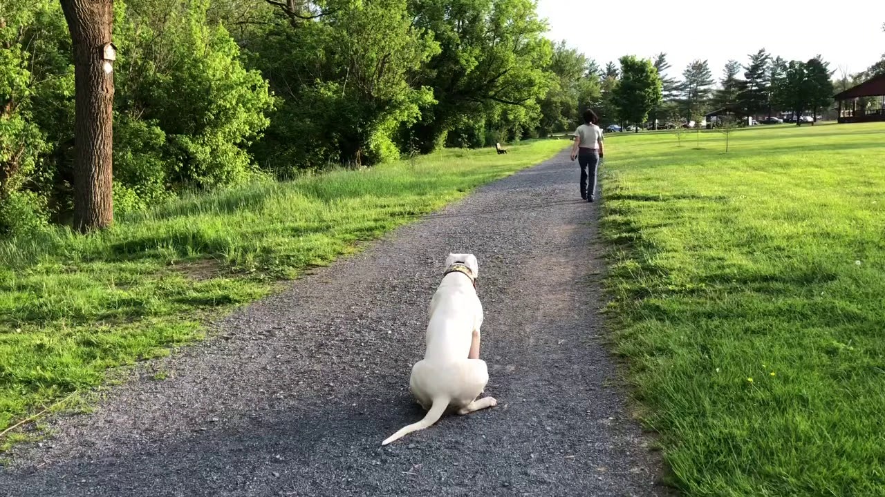 Beyond Sit And Stay off leash training - Grace - Dogo Argentino
