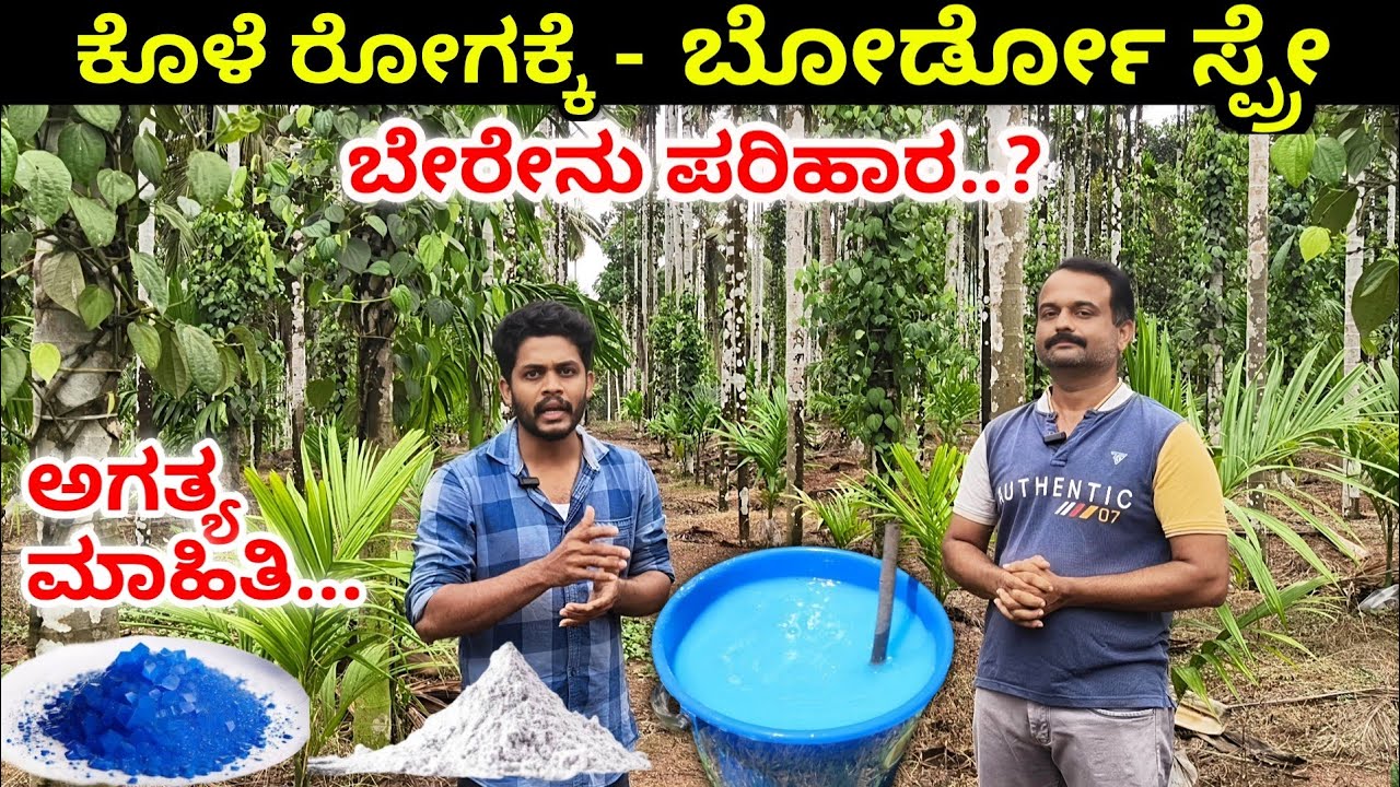 ಅಡಿಕೆ ತೋಟಕ್ಕೆ ಸ್ಪ್ರೇ - ಸಂಪೂರ್ಣ ಮಾಹಿತಿ. ಮೈಲುತುತ್ತು-ಸುಣ್ಣ ಮಿಶ್ರಣ, ಪ್ರಮಾಣ, ಎಷ್ಟು ಬಾರಿ, ಹೇಗೆ..?