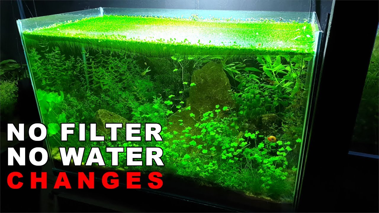 NO FILTER Endler Breeding Tank Aquascape: How To No Filter No Ferts No co2 No Heater Aquarium