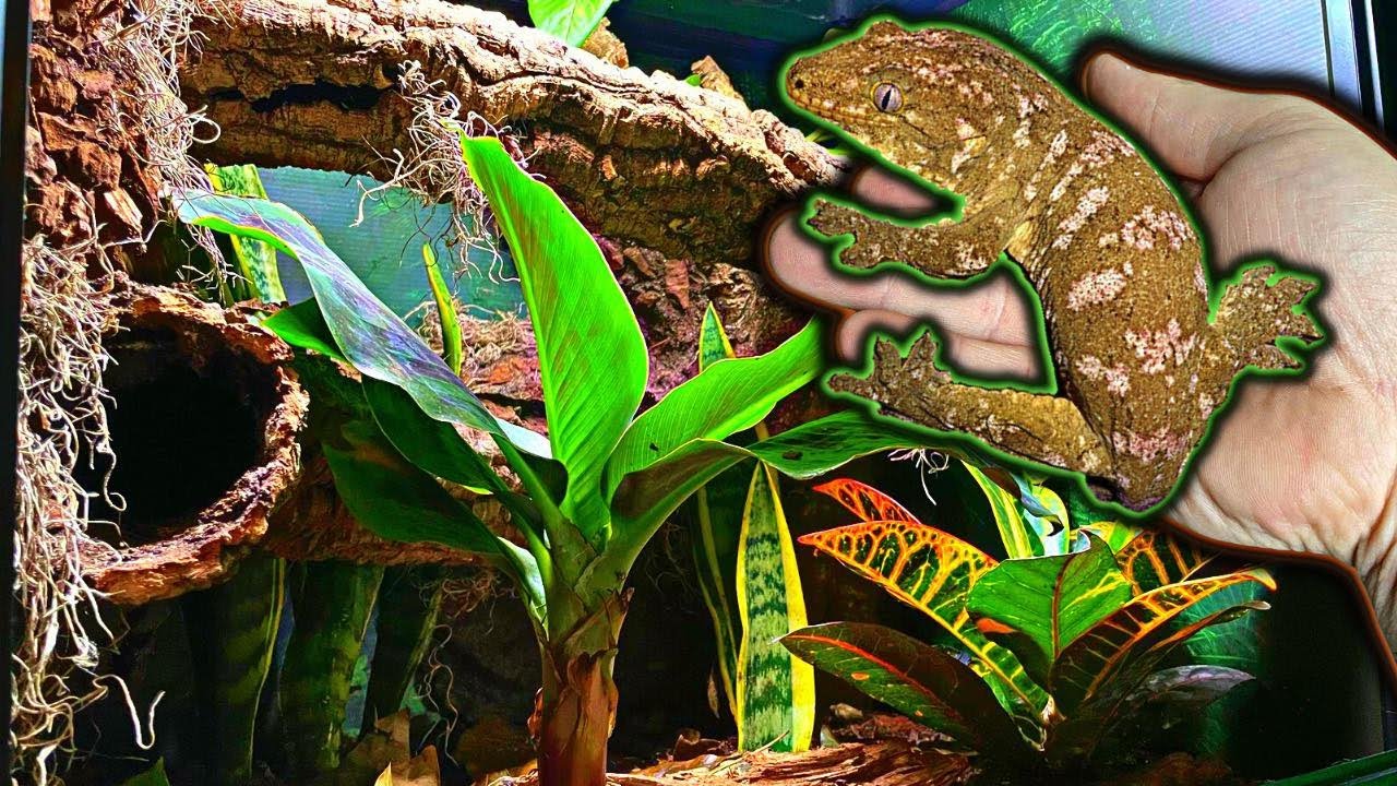 Строительство биоактивного вивария для гекконов Leachie (шаг за шагом) *Leap Habitat*