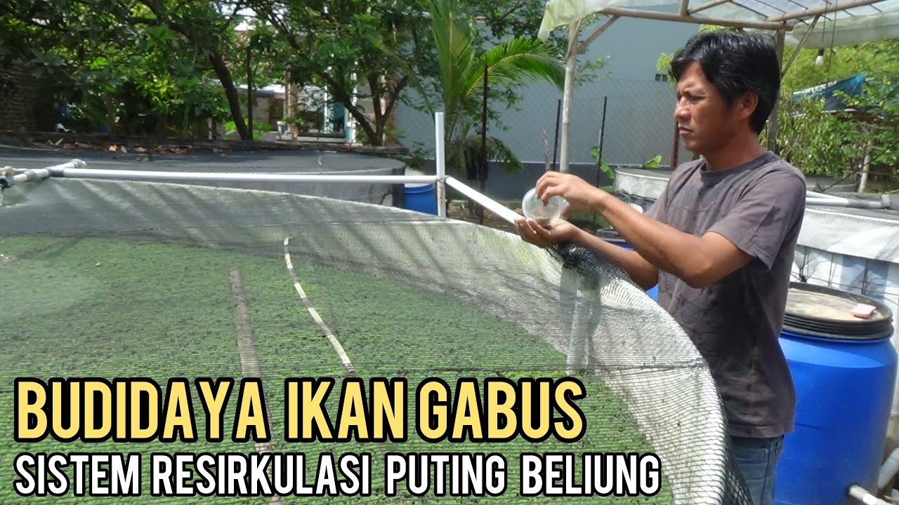 SUKSES BUDIDAYA IKAN GABUS DENGAN SISTEM RESIRKULASI PUTING BELIUNG || HEMAT AIR DAN IKAN SEHAT
