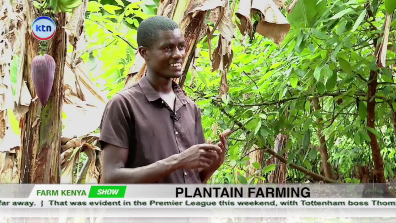 Farm Kenya || Plantain Farming