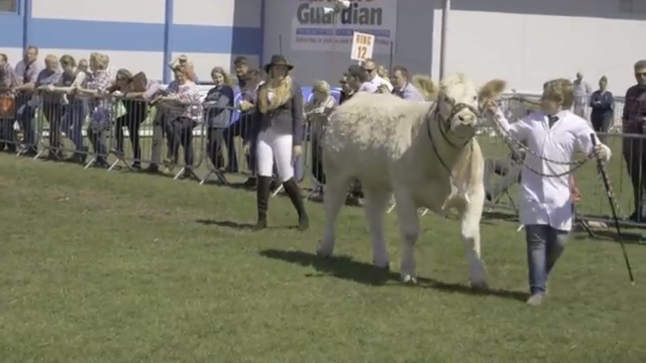 Royal Highland Show 2018 Cattle