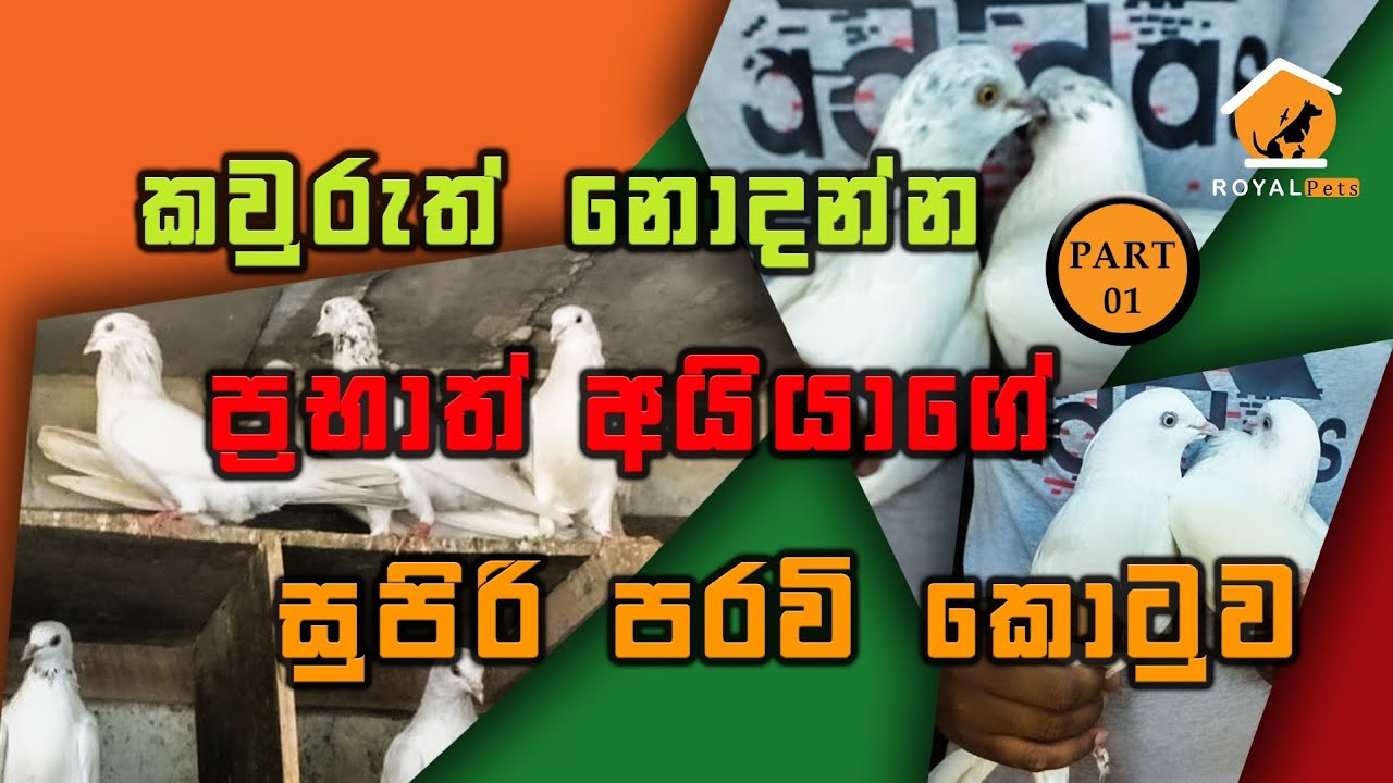 Sri Lankan No 01 කීරන් ආර pigeon review in Sinhala .
