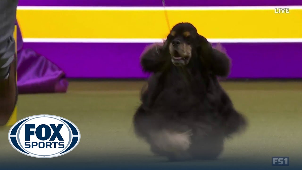 Micha the Cocker Spaniel wins the Sporting Group | Westminster Kennel Club
