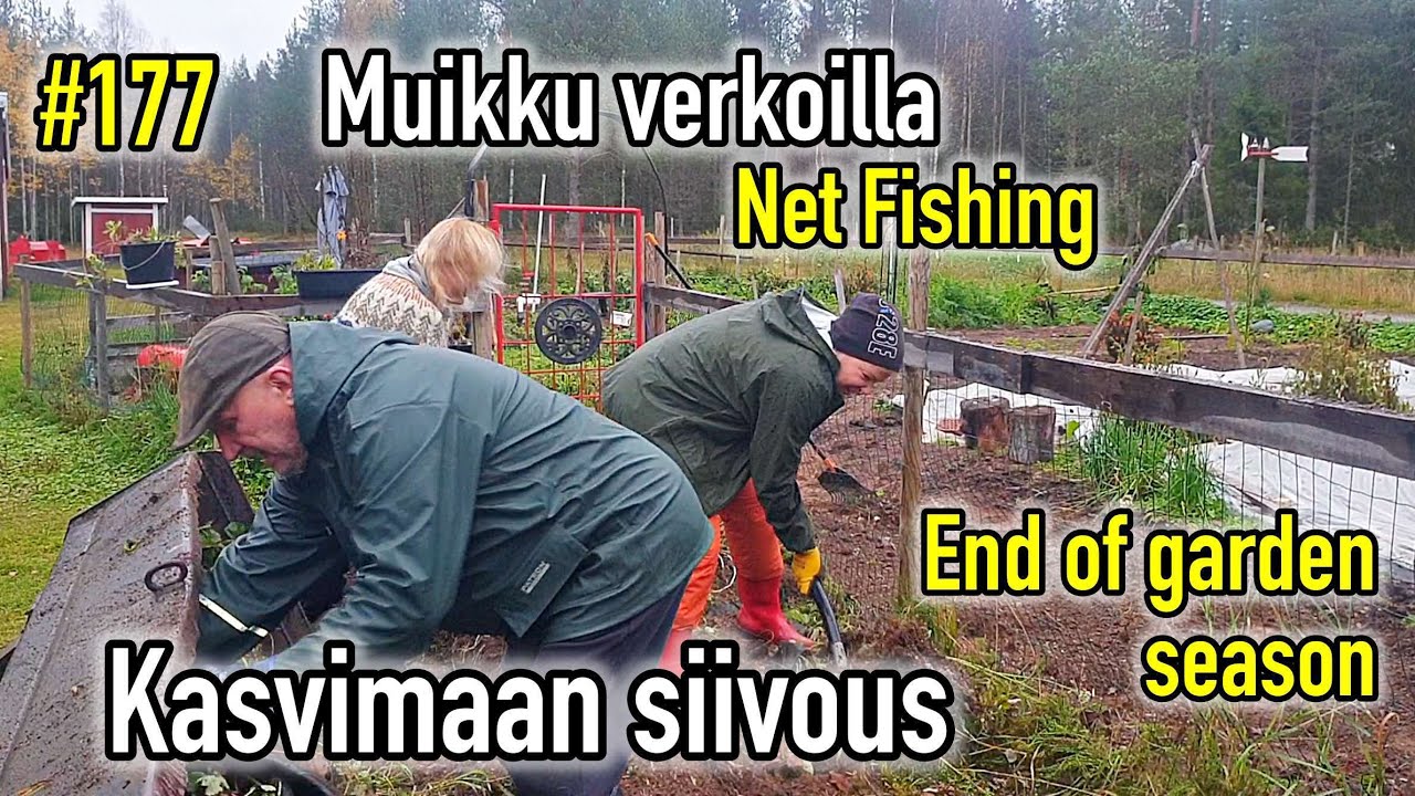 KALA VERKOILLA JA KASVIMAA SIISTIKSI @korpitalo #verkkokalastus #kalastus #kasvimaa #porkkanat