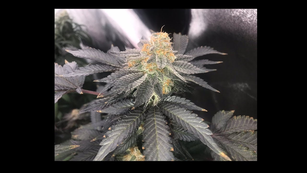 Progrowtech EV700 vs DIY light- light vs light Update 7