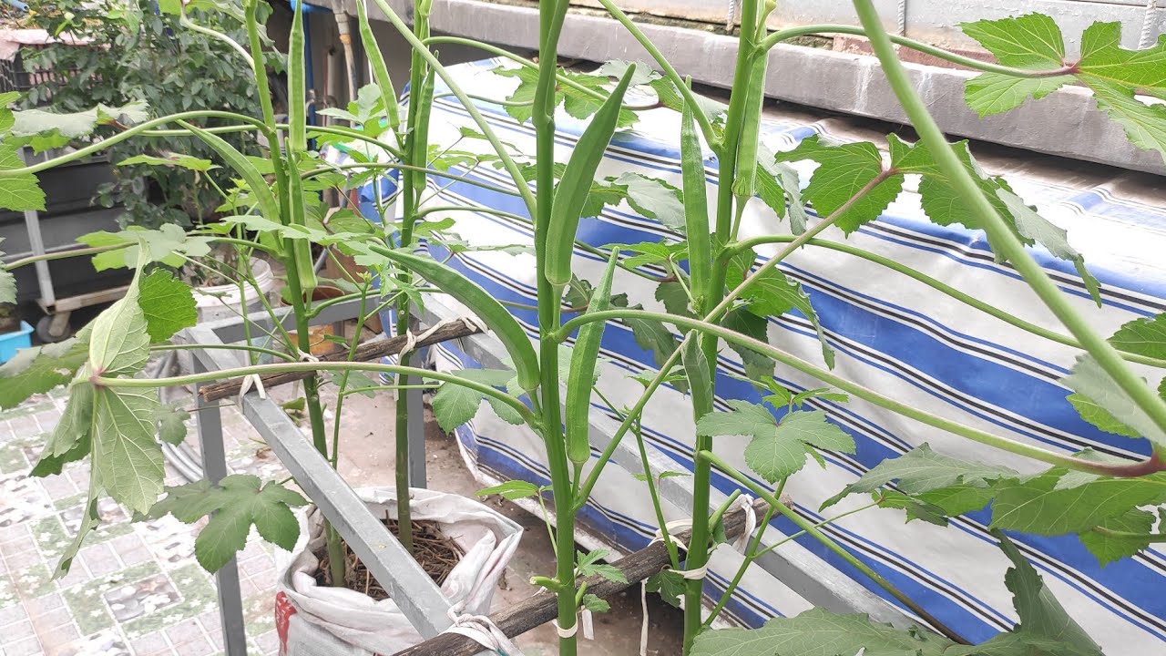 Tận dụng bao cám cũ trồng Đậu Bắp ra trái cực đã luôn | Khoa Hien 487
