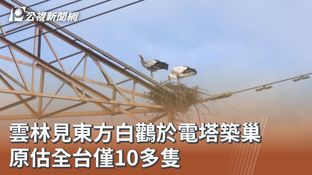雲林見東方白鸛於電塔築巢 原估全台僅10多隻｜20260130 公視午間新聞