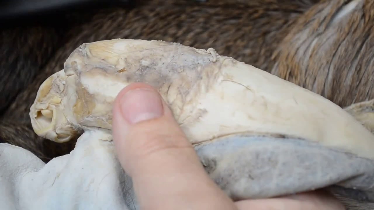 Preparing Whitetail Deer Ears - Part 1