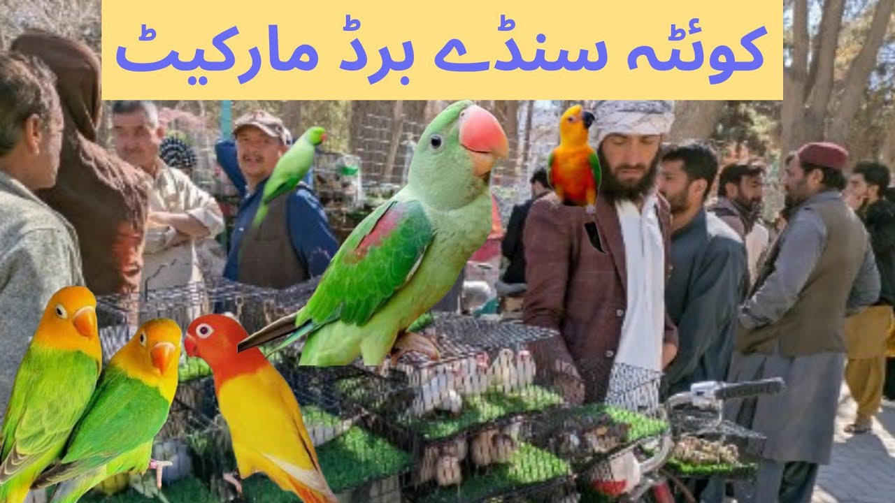 QUETTA SUNDAY bird's Market prices update 22/02/2026