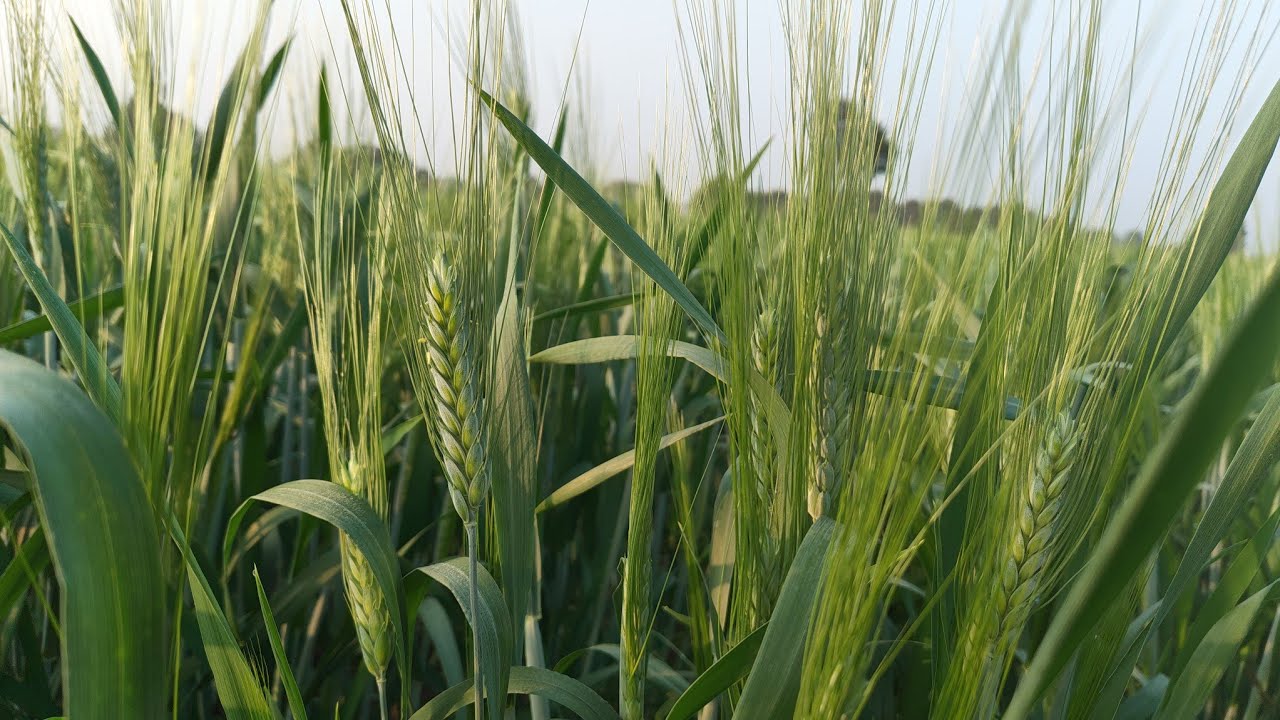 Macs 4135 गेहूं वैरायटी | Macs 4135 wheat verayti | 4135 gehu | आभा चना | NRC 268 सोयाबीन वैरायटी 
