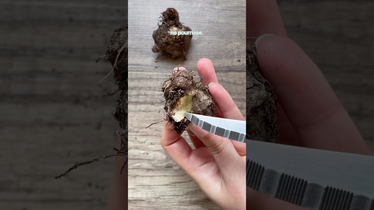 Comment sauver vos tubercules de caladium 💪🏻🌱