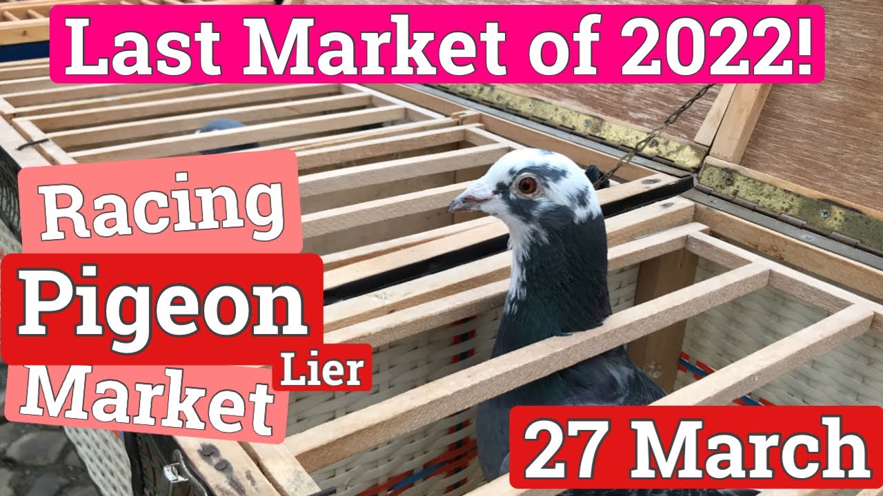 Lier Racing Pigeon Market, 27 March 2022
