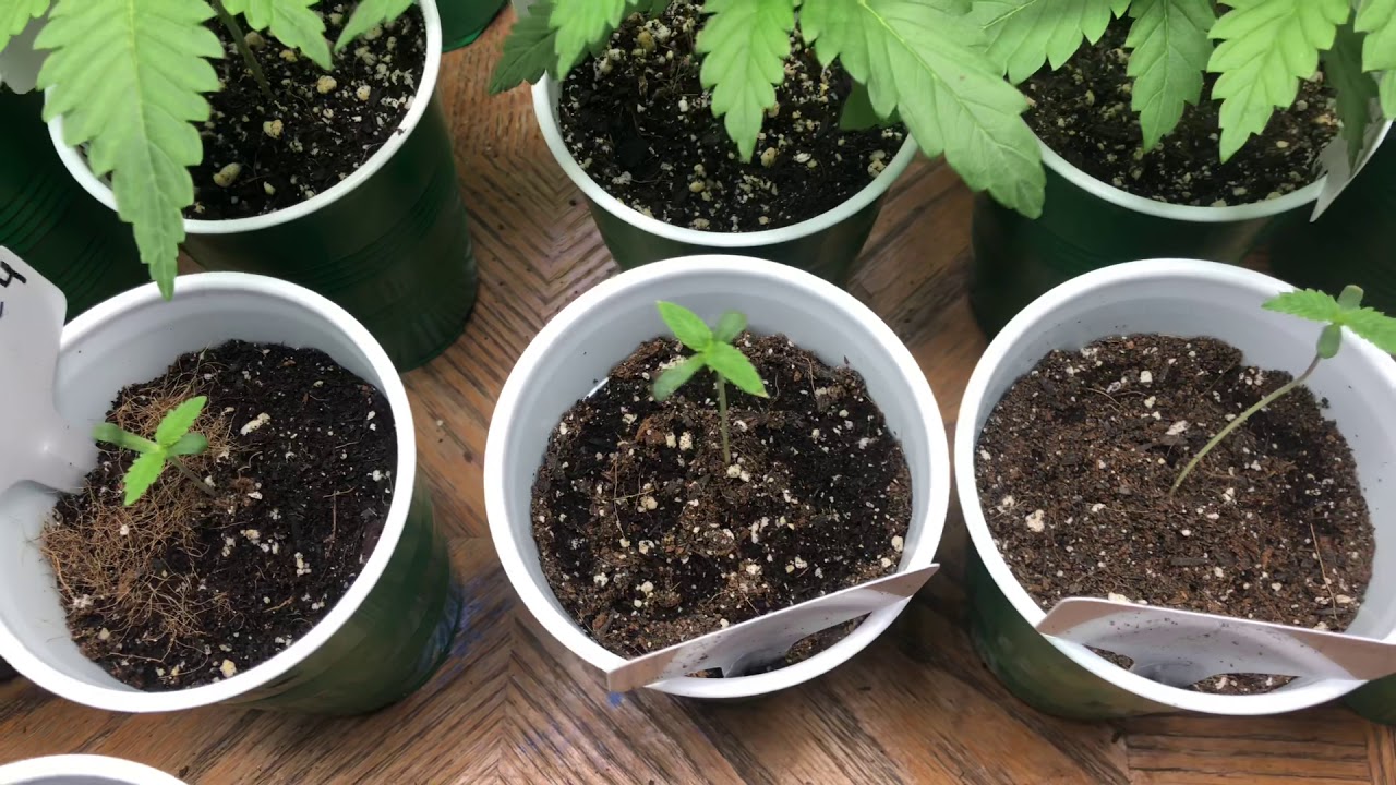 Boo berry cookies & GMO Zittlez seedling update/TWINS!!