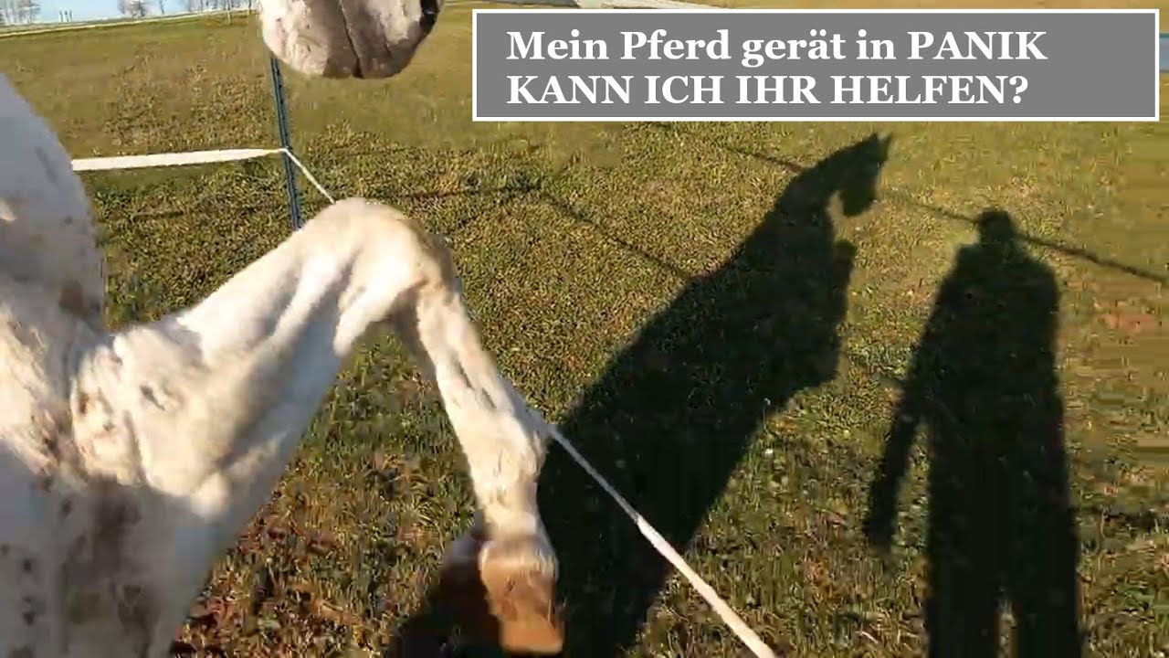 Horsemanship in the paddock: I will no longer tolerate any more ATTACKING.