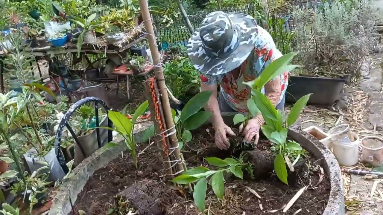 Trabalho puxado hoje com a roceira urbana 