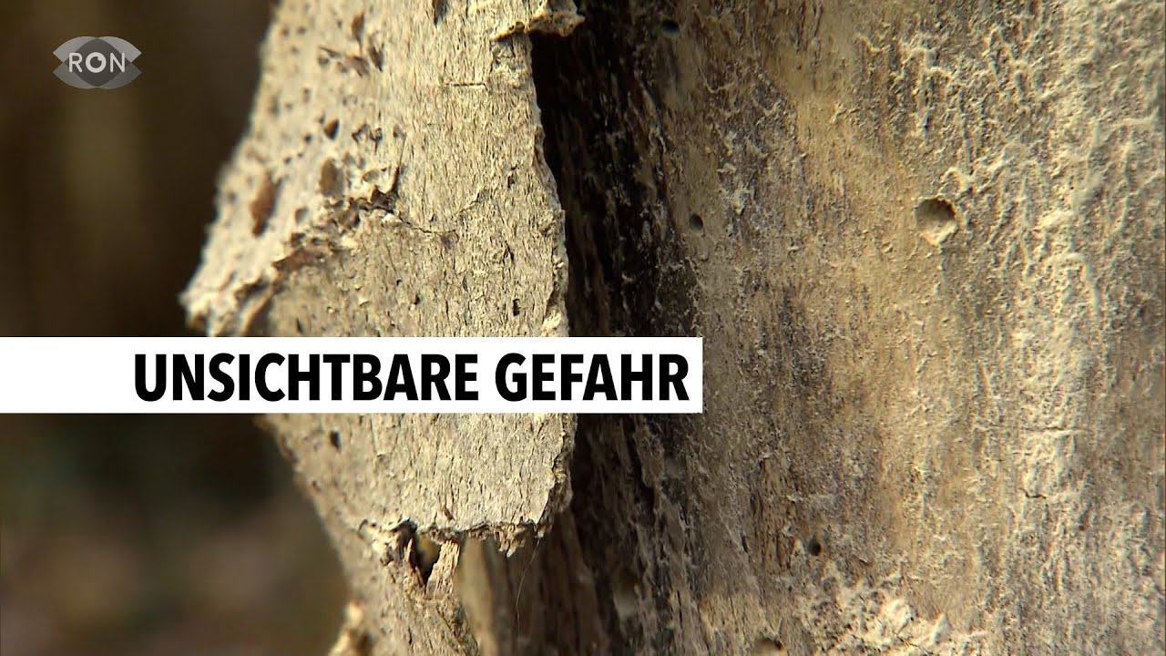 Dieser Baumpilz kann Menschen gef&auml;hrlich werden | RON TV