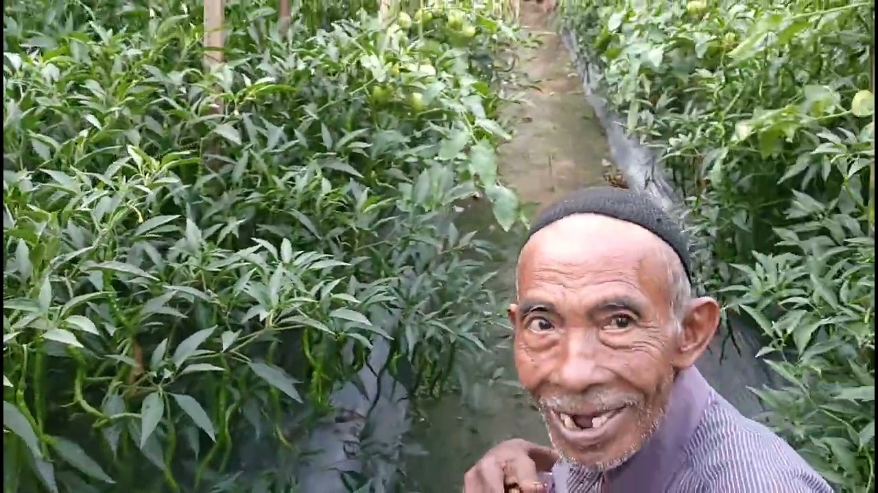 Cmk lolay pak Hj KOJIN 71 hst.. petik ke satu