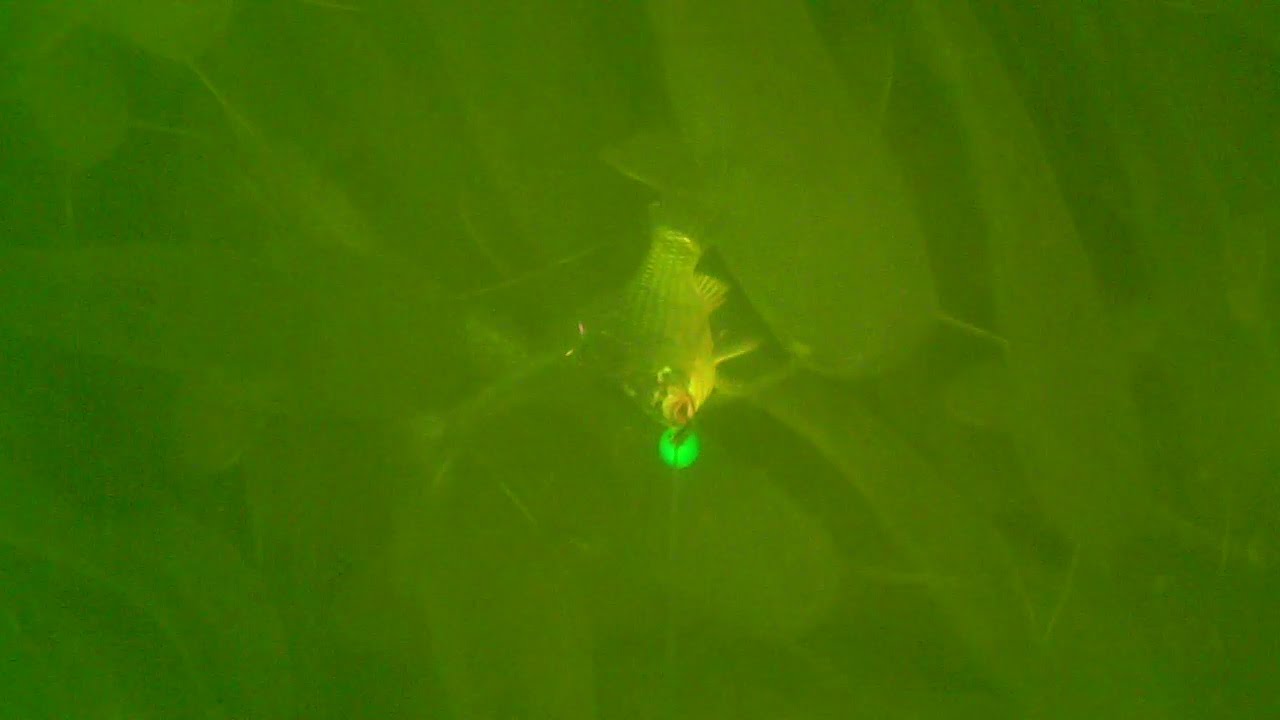 Boule de silure Underwater Water Wolf 1