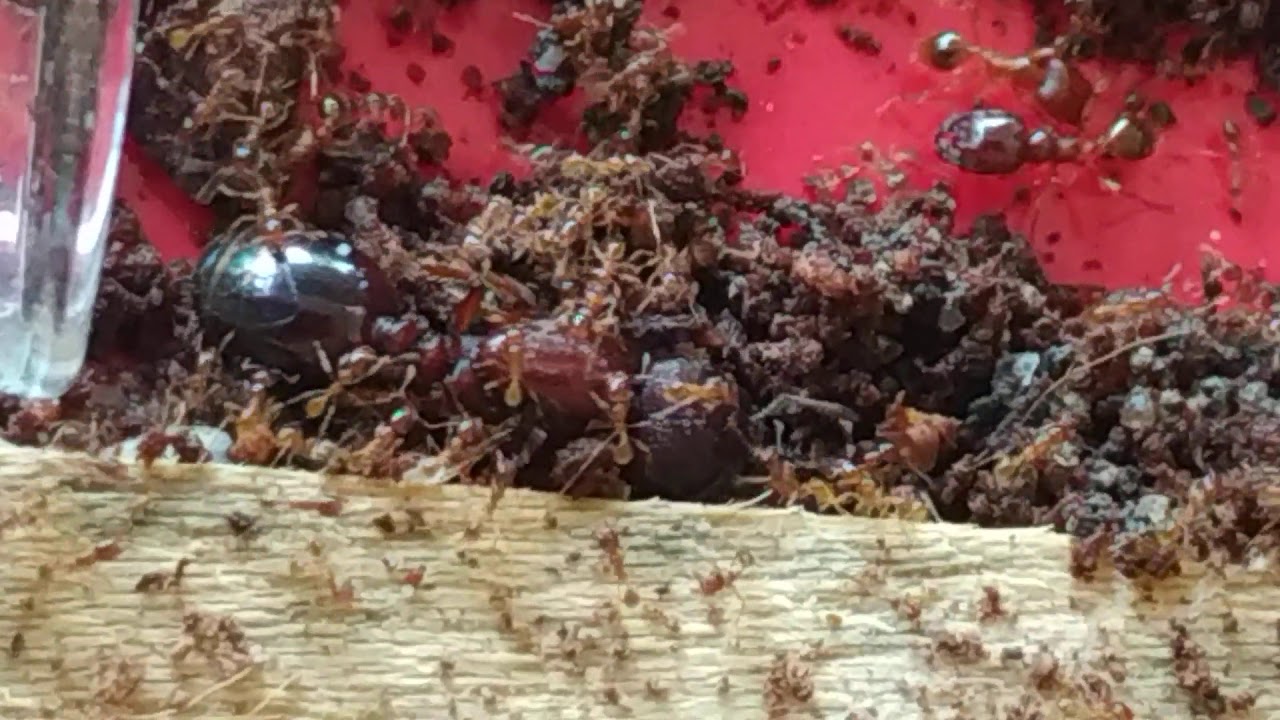 Carebara Affinis queen