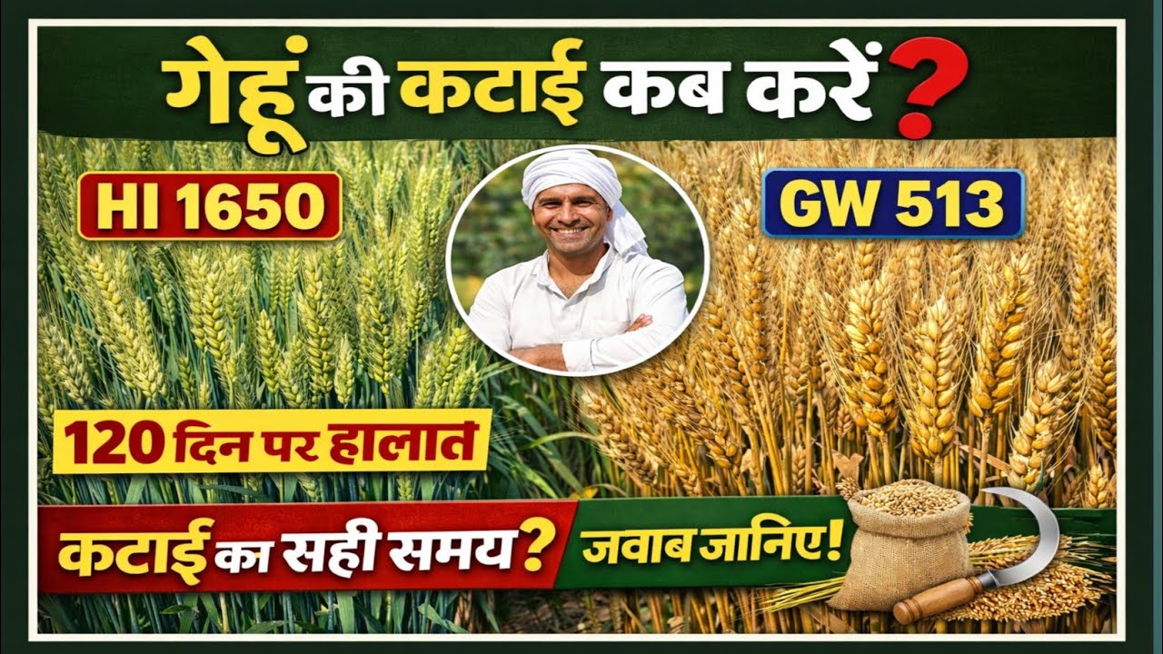 120 दिन पर गेहूं HI1650 और GW513 की अवस्था । गेहूं की कटाई कब करें । Gehun ki kheti।