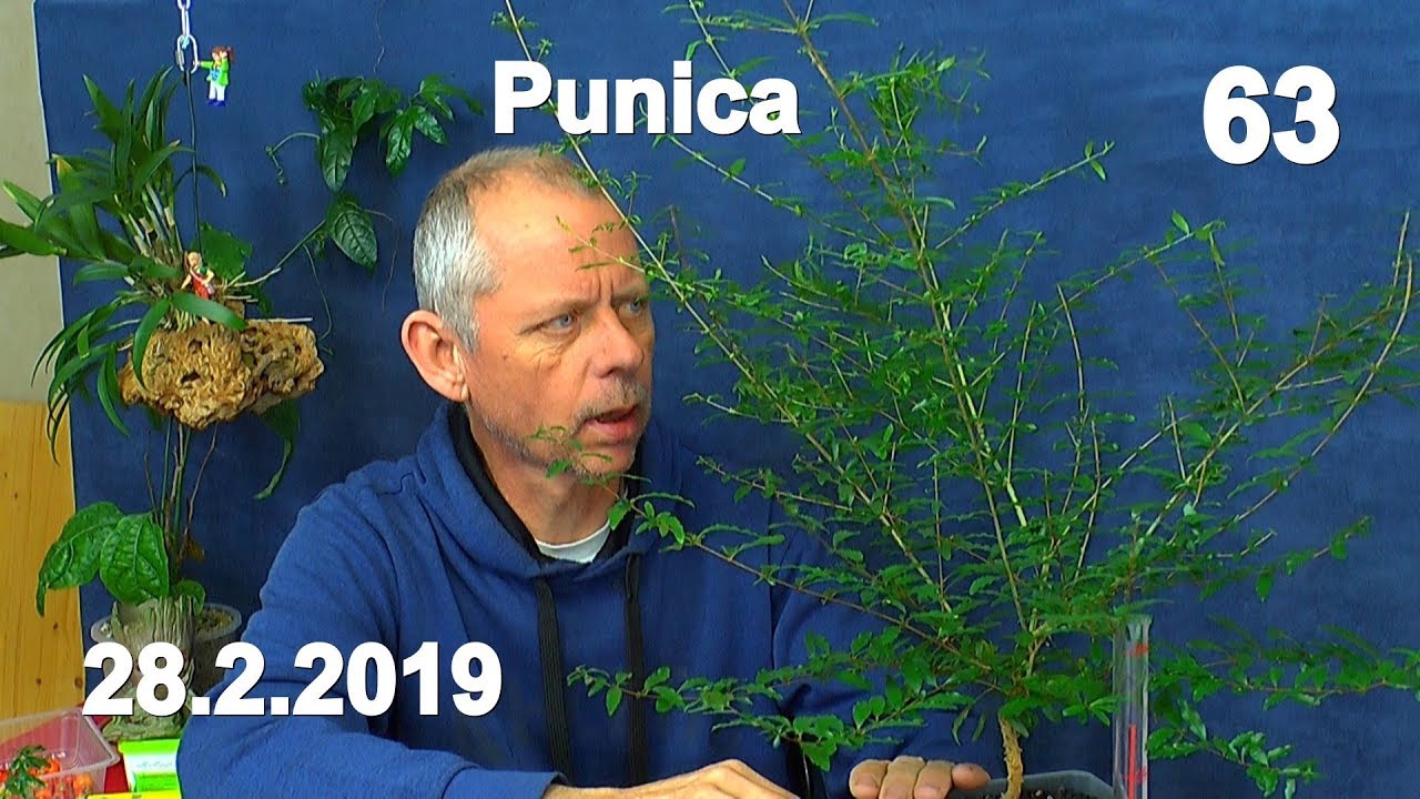 Punica granatum Nana Wachstum nach 6 Monaten und wie es weiter geht