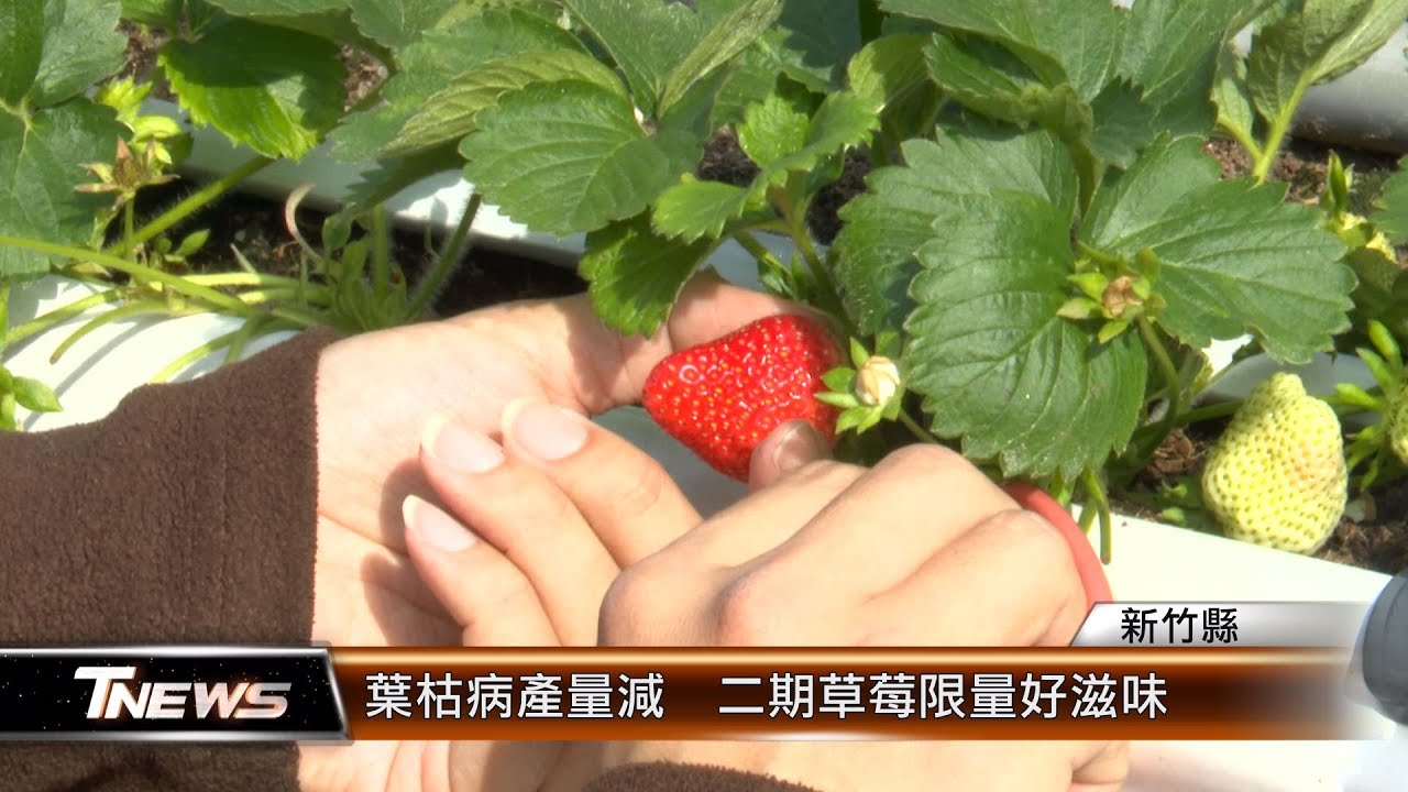 葉枯病產量減 二期草莓限量好滋味│T-NEWS聯播網