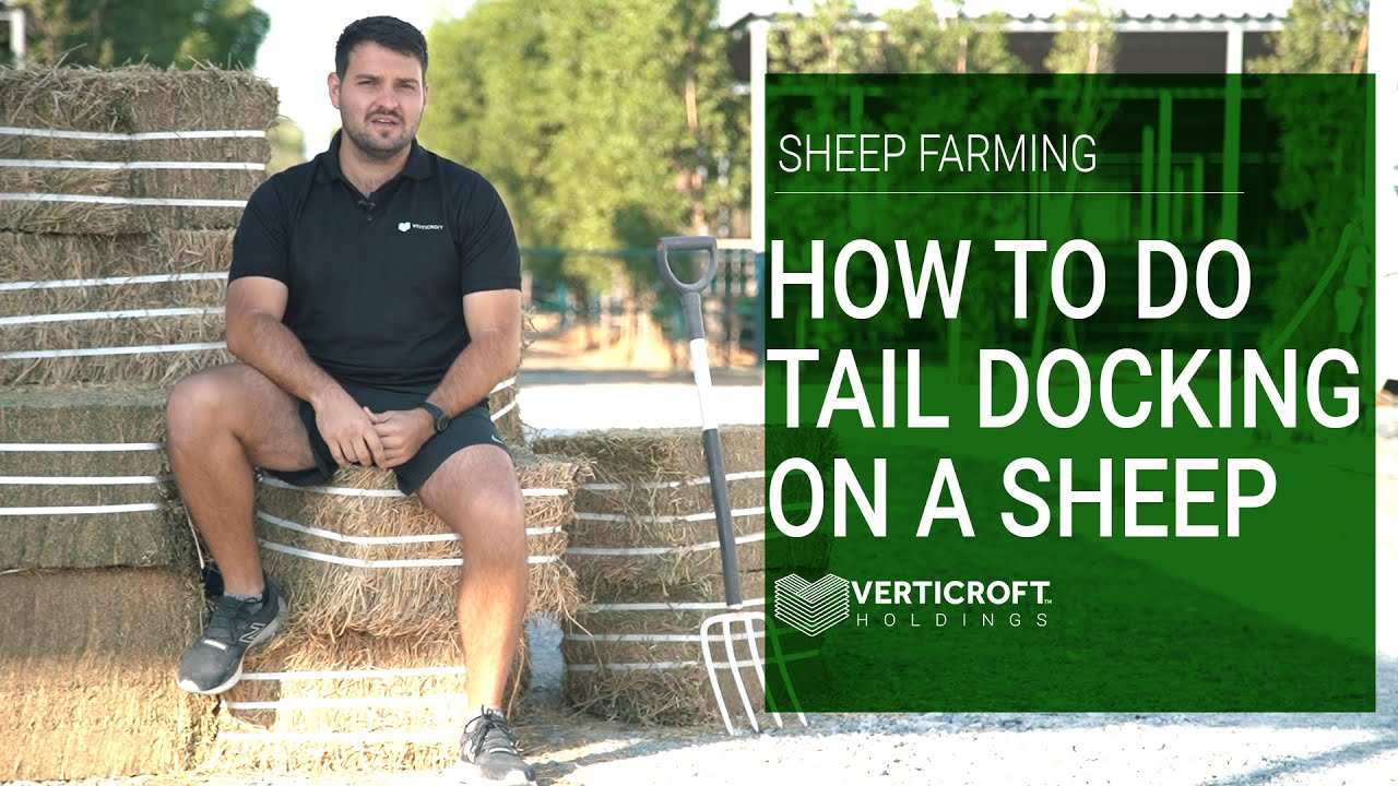 How To Do Tail Docking On A Sheep | Sheep Farming | Verticroft Holdings | Ryan Singlehurst