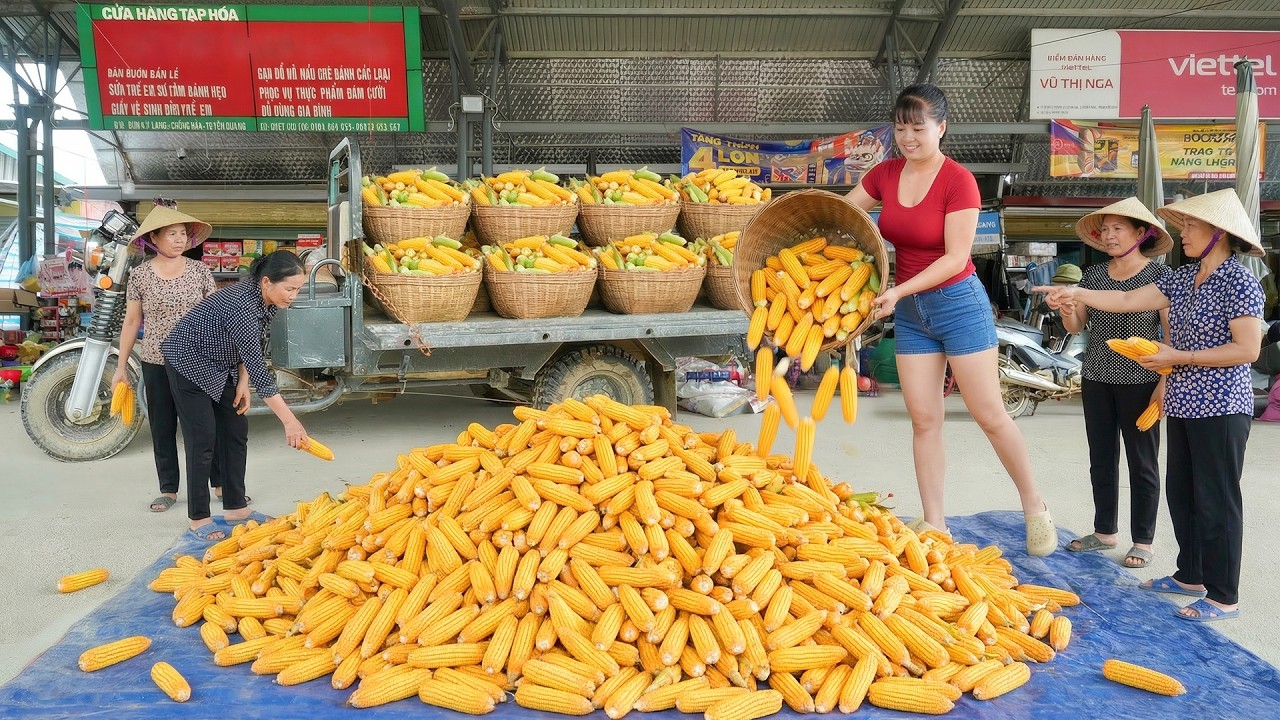 Harvesting 1000+ Corn, Use 3-Wheeled Truck Transport Many Corn Go To Sell