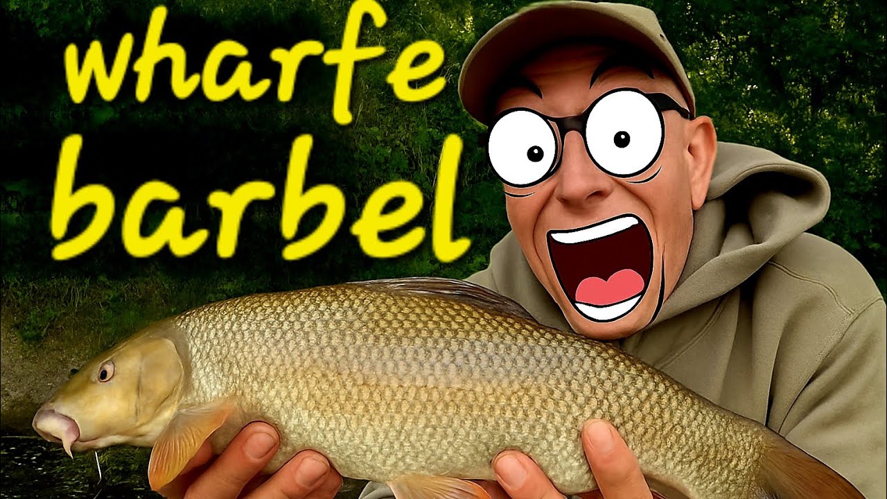  River wharfe barbel  #riverbarbel