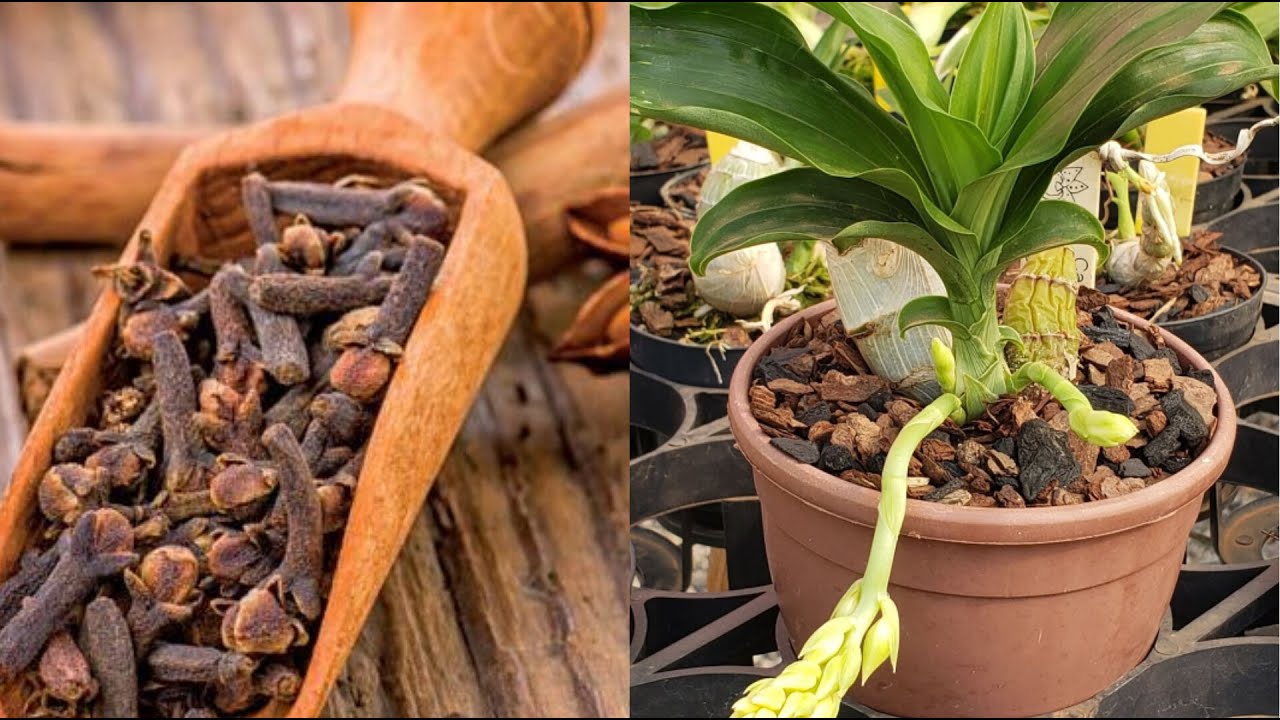 VEJA O INCRÍVEL PODER DO CRAVO DA ÍNDIA NAS ORQUÍDEAS