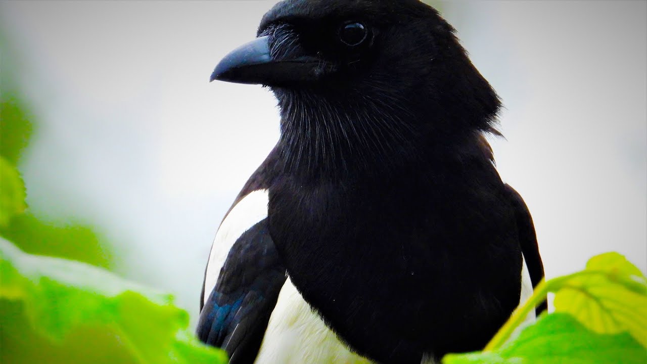 Eurasian Magpie call & sounds, Magpie singing/chirping