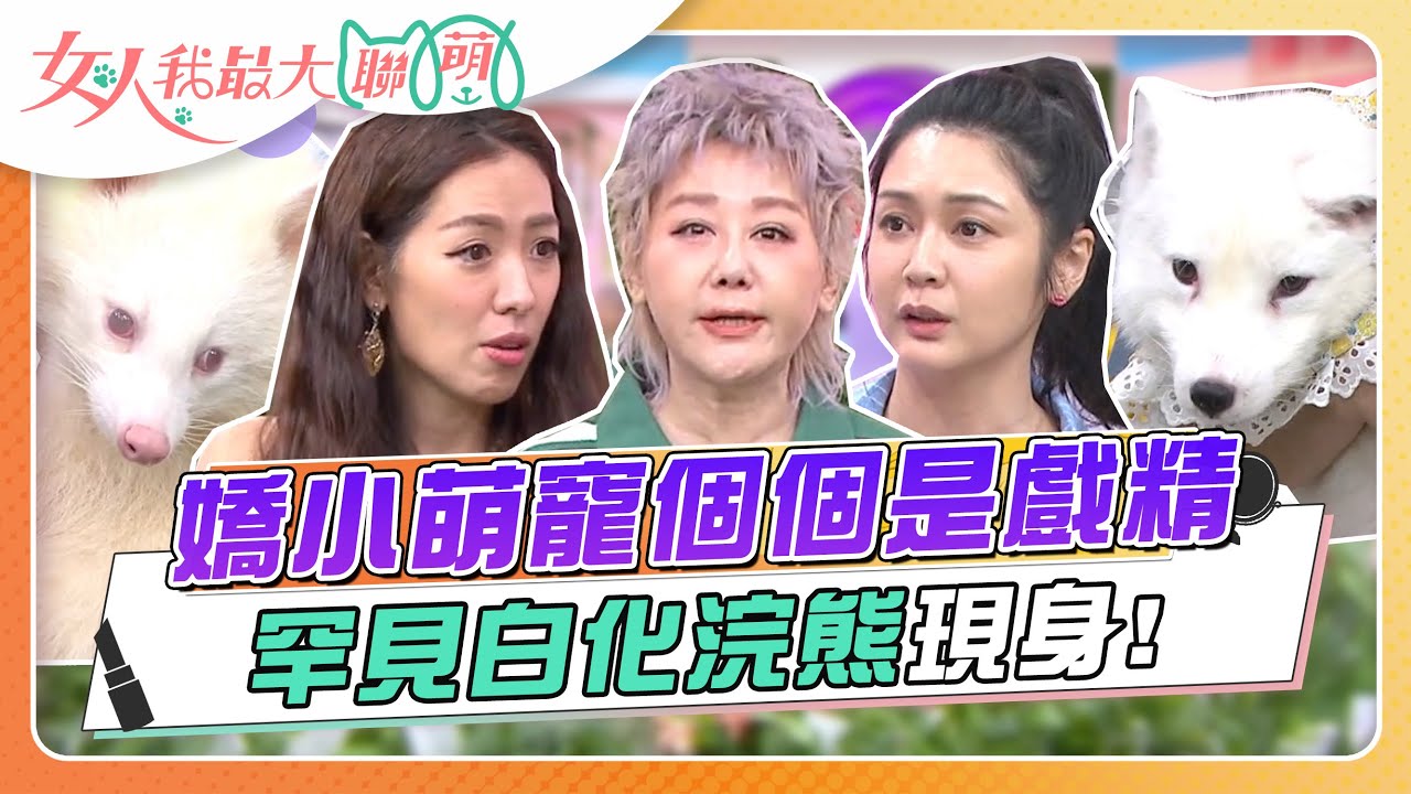 嬌小萌寵個個是戲精 罕見白化浣熊現身攝影棚！ 女人我最大 20230814 (完整版)｜卞慶華、徐凱希、Julie+ 金多多、安苡愛+鬆哥、雪寶、劉伊心＋Mumu、鄭旻忠+布丁、千龍慧+可樂